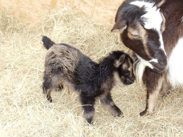 Phots of new babies - Goats