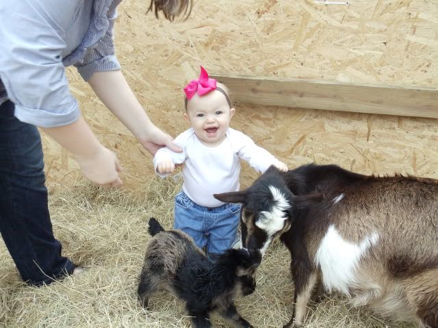 Phots of new babies - Goats