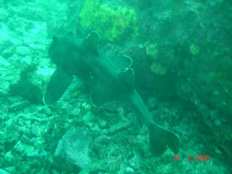 http://i67.photobucket.com/albums/h300/Wilso38/diving/DSC03598.jpg