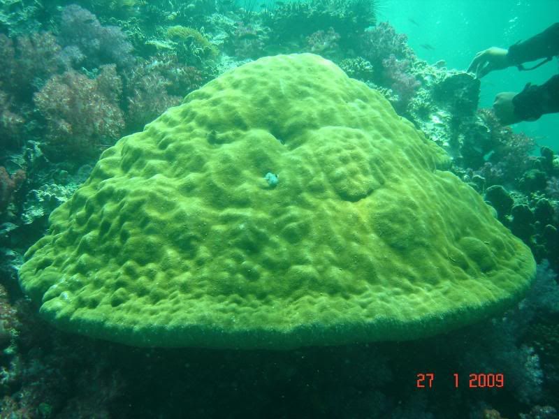 http://i67.photobucket.com/albums/h300/Wilso38/diving/DSC04734.jpg