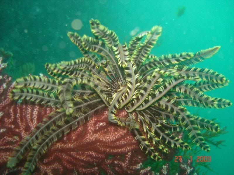 http://i67.photobucket.com/albums/h300/Wilso38/diving/Featherstar.jpg