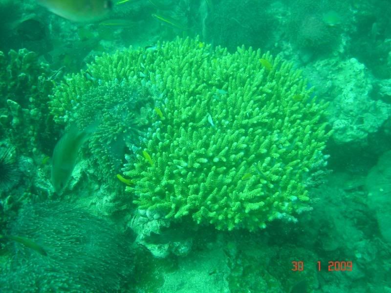 http://i67.photobucket.com/albums/h300/Wilso38/diving/Hardcoral.jpg