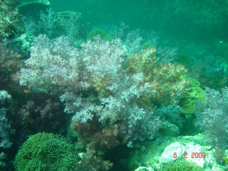 http://i67.photobucket.com/albums/h300/Wilso38/diving/Moresoftcoral.jpg