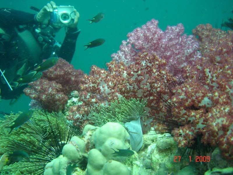 http://i67.photobucket.com/albums/h300/Wilso38/diving/Sharkpointcoral.jpg