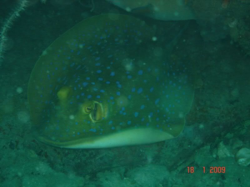 http://i67.photobucket.com/albums/h300/Wilso38/diving/blueray.jpg