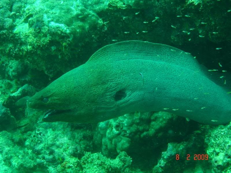 http://i67.photobucket.com/albums/h300/Wilso38/diving/giantmoray.jpg