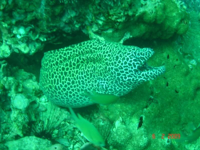 http://i67.photobucket.com/albums/h300/Wilso38/diving/honeycomb.jpg