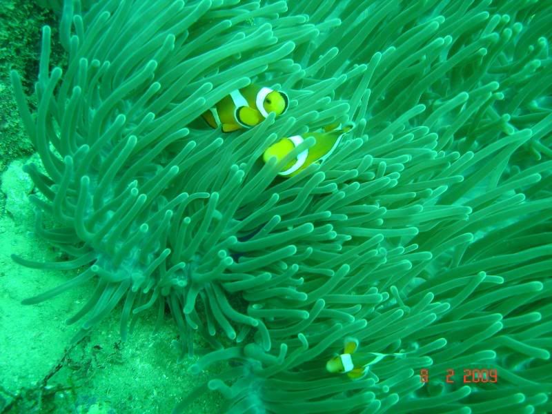 http://i67.photobucket.com/albums/h300/Wilso38/diving/nemo.jpg