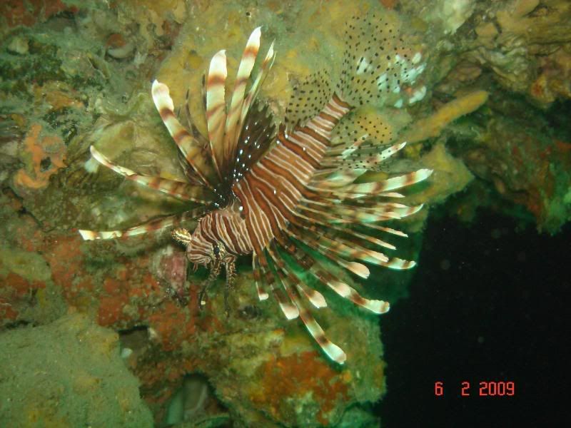 http://i67.photobucket.com/albums/h300/Wilso38/diving/pacificlionfish.jpg