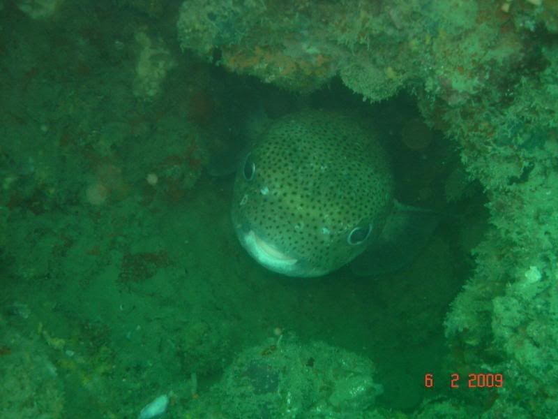 http://i67.photobucket.com/albums/h300/Wilso38/diving/porcupinefish.jpg