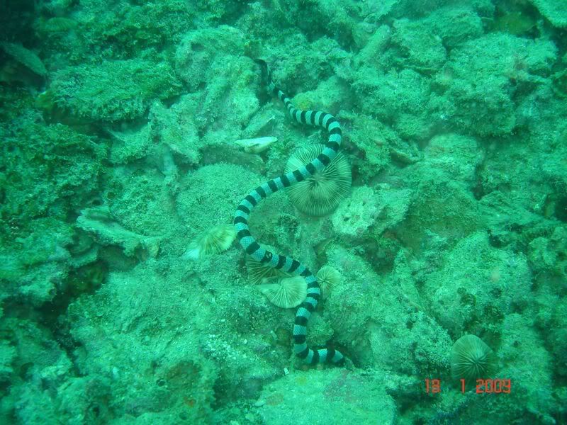 http://i67.photobucket.com/albums/h300/Wilso38/diving/snake.jpg