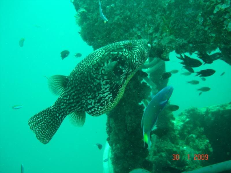 http://i67.photobucket.com/albums/h300/Wilso38/diving/unknown.jpg