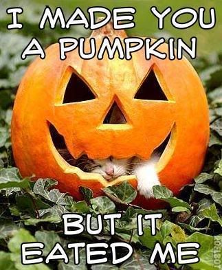 pumpkin cat