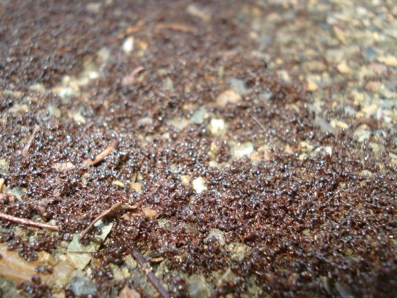 Swarm Of Ants