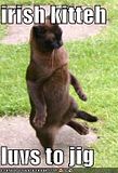 Irishkitty.jpg image by commanderman02