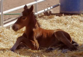 baby-solanobeach1.jpg