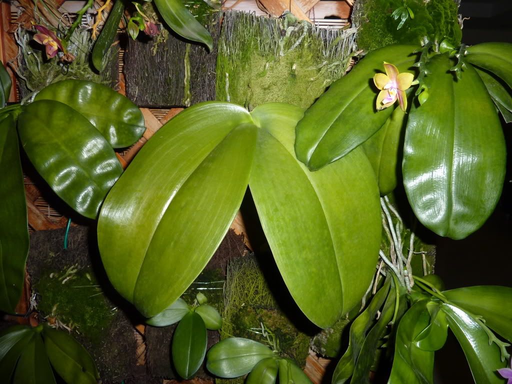 phal gigantea