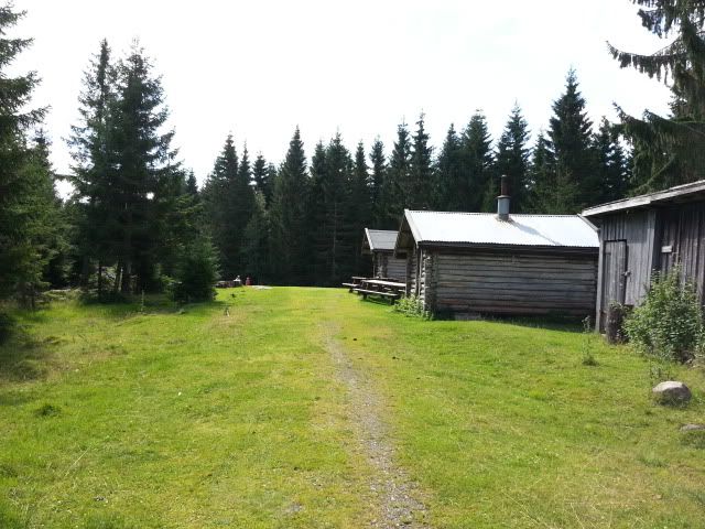 plukke blåbær