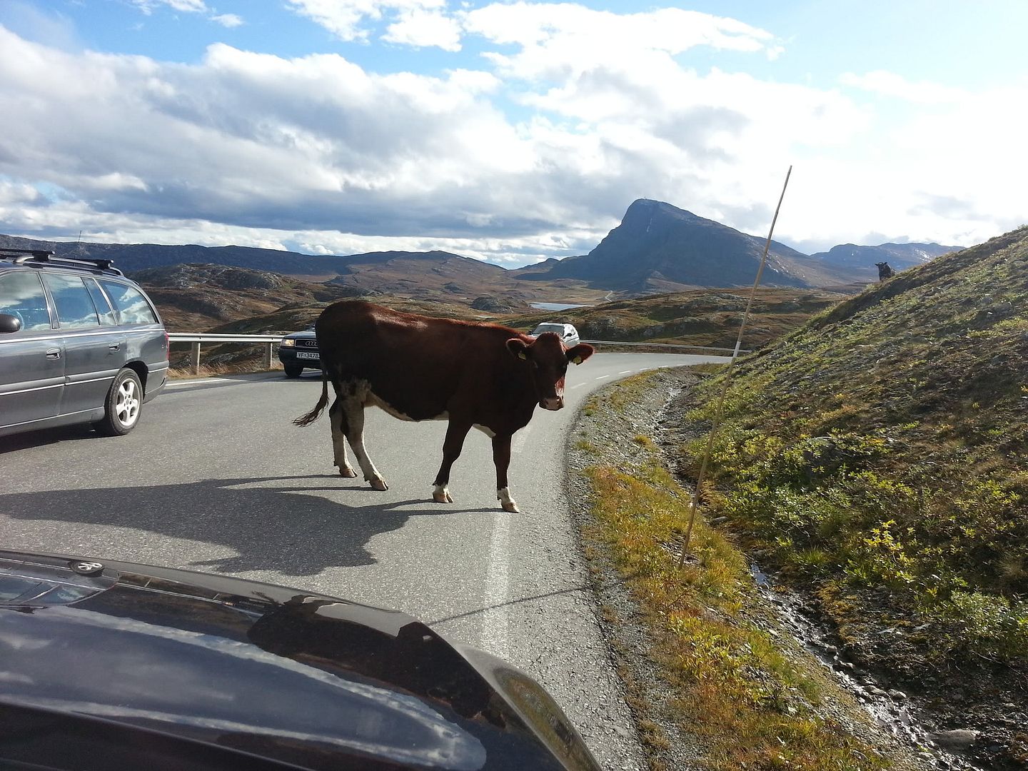 fjellfilm