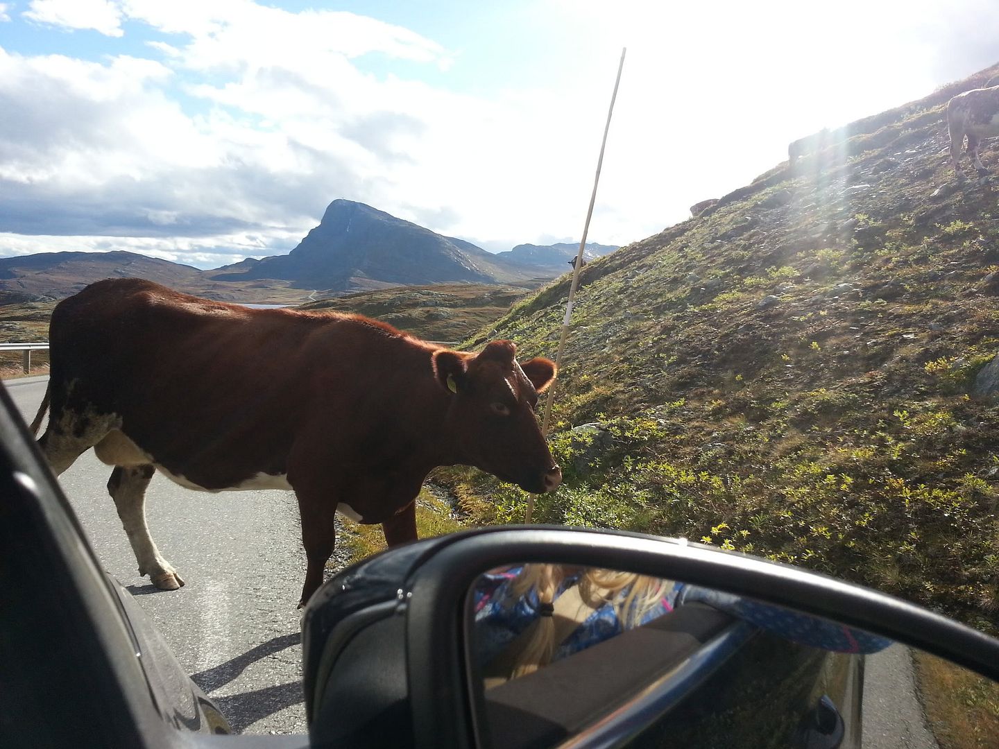 fjellfilm