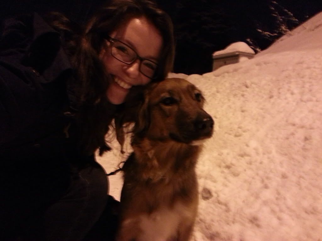 border collie golden retriever engelsk setter springer spaniel