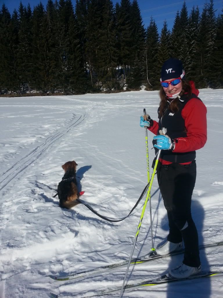 langrenn med hund