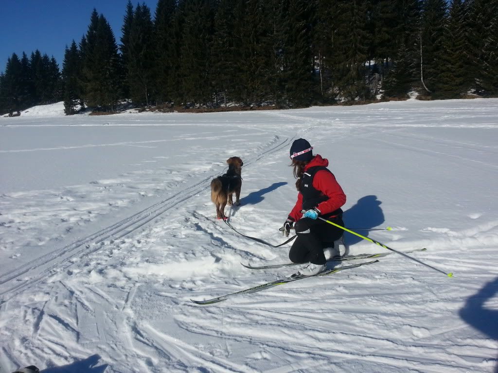langrenn med hund