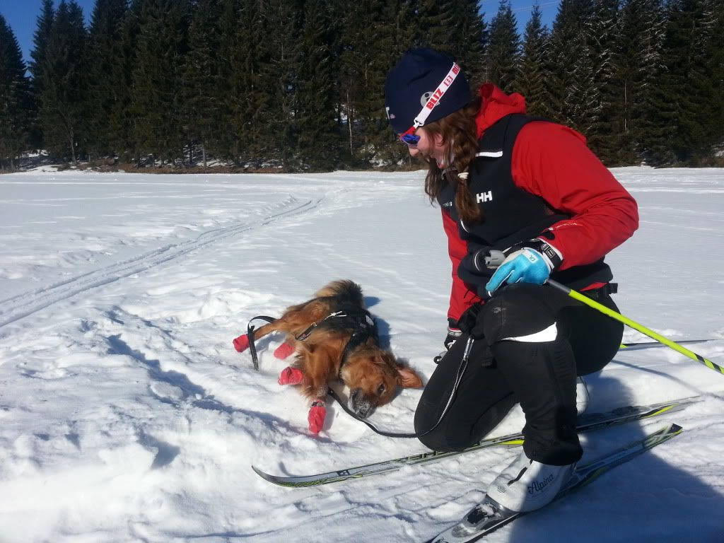 langrenn med hund