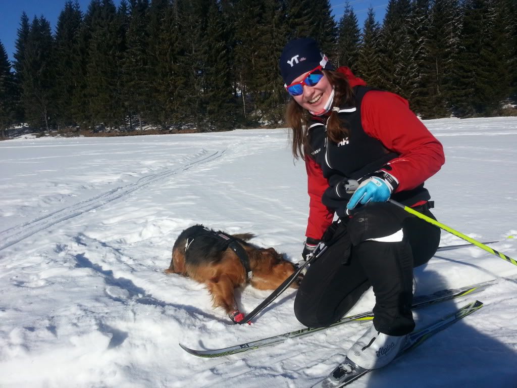 langrenn med hund