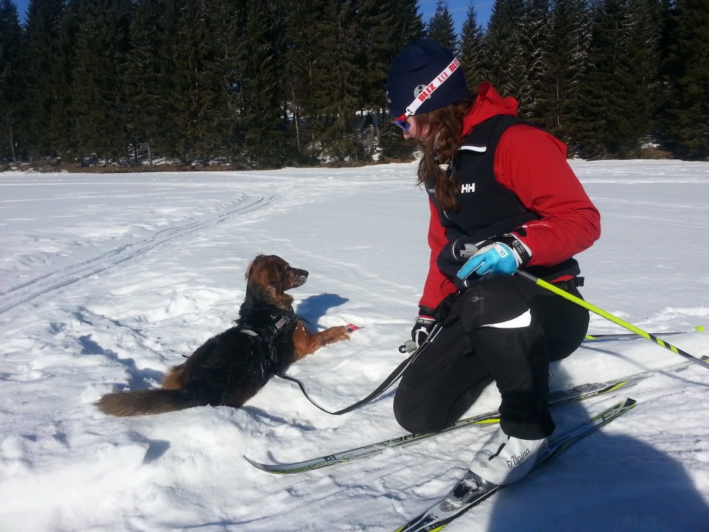 langrenn med hund