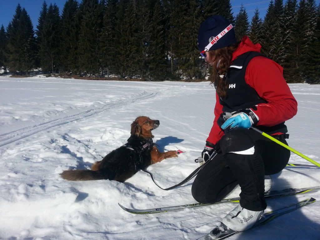 langrenn med hund