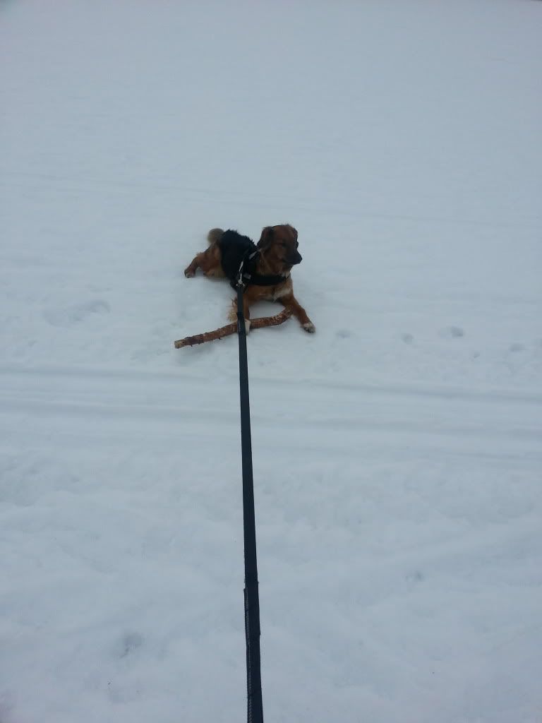 langrenn hund