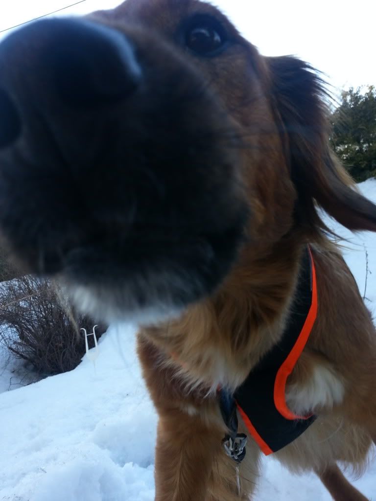 langrenn med hund