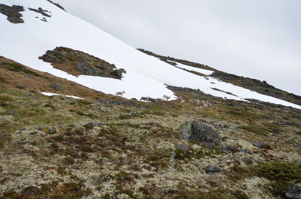 besseggen bukkelægeret