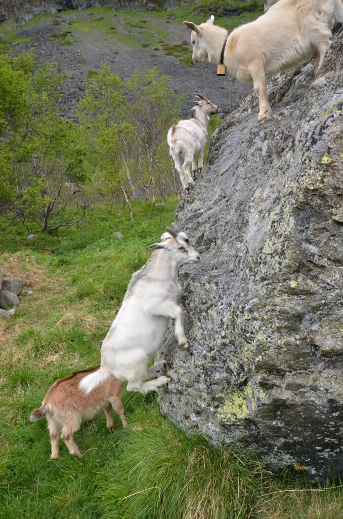 besseggen bukkelægeret