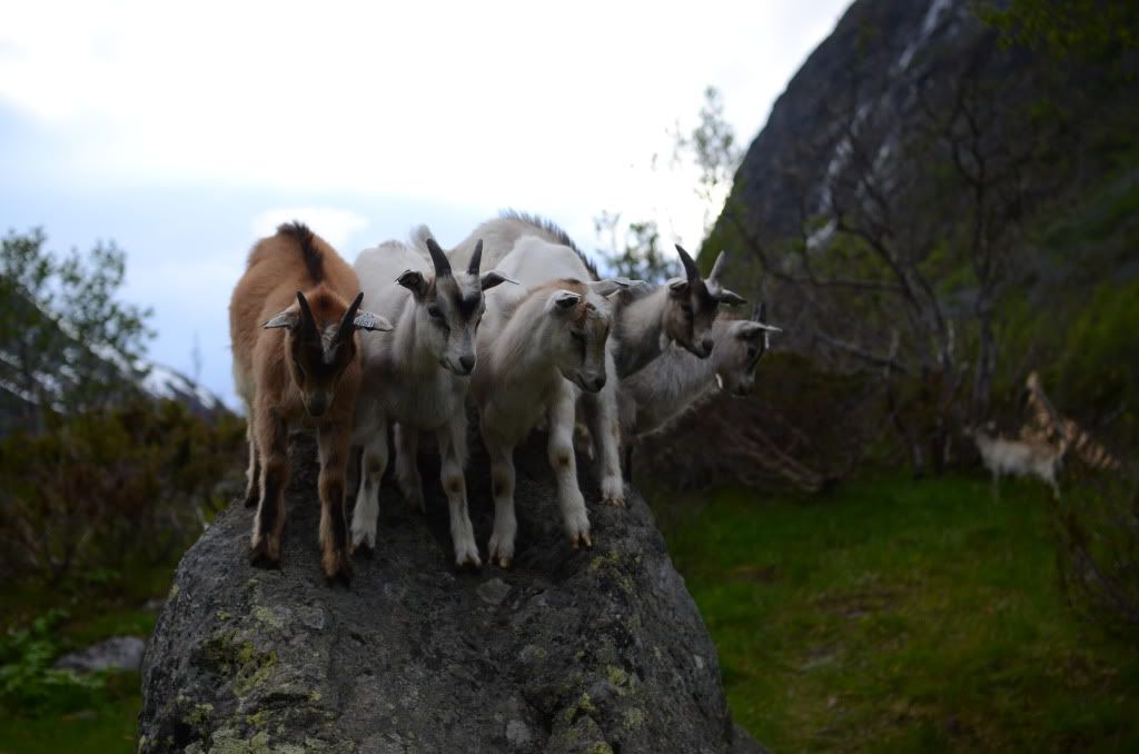besseggen bukkelægeret