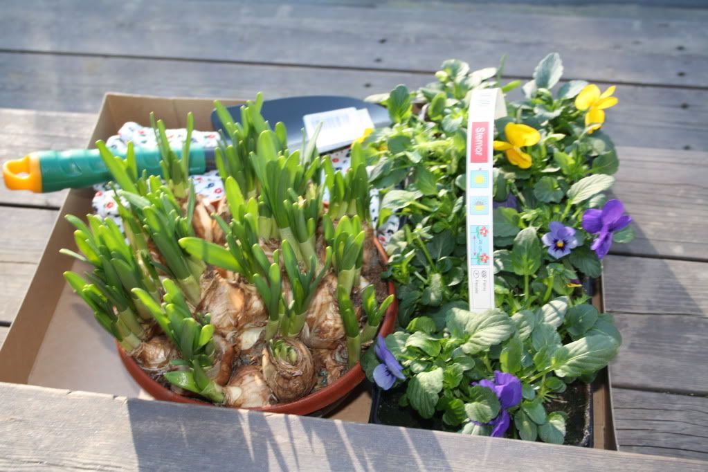 påskeblomster