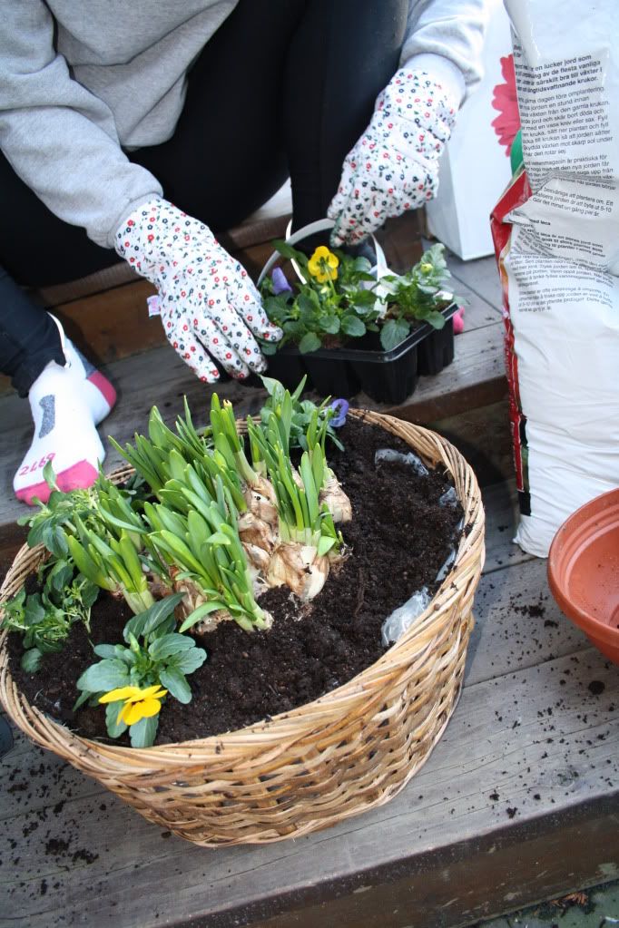 påskeblomster
