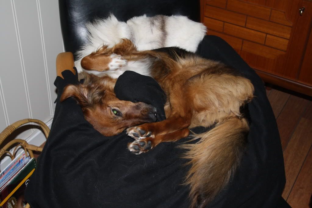 skitur med hund