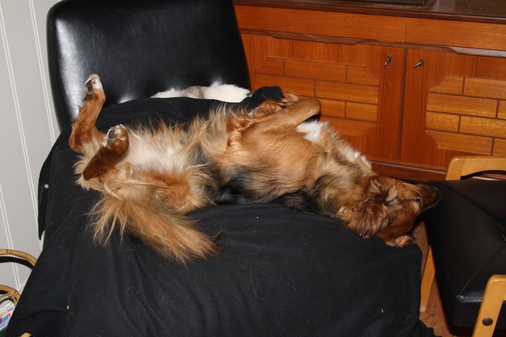 skitur med hund