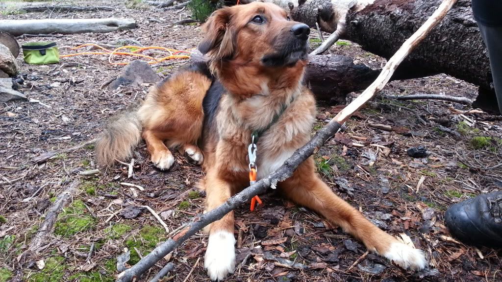 telte med hund