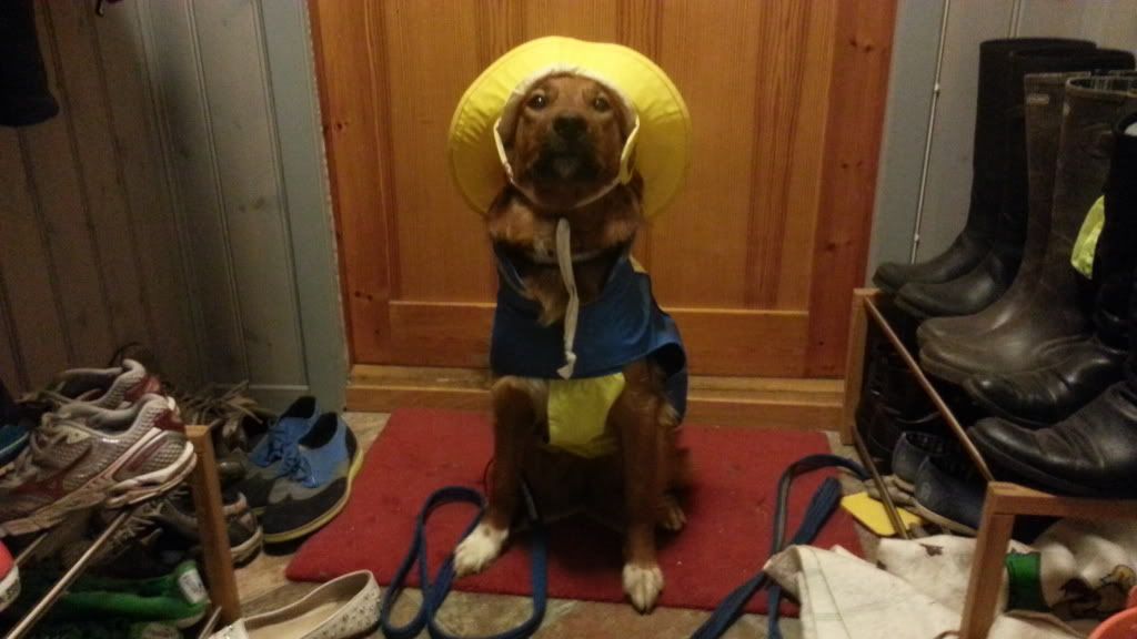 regntøy hund