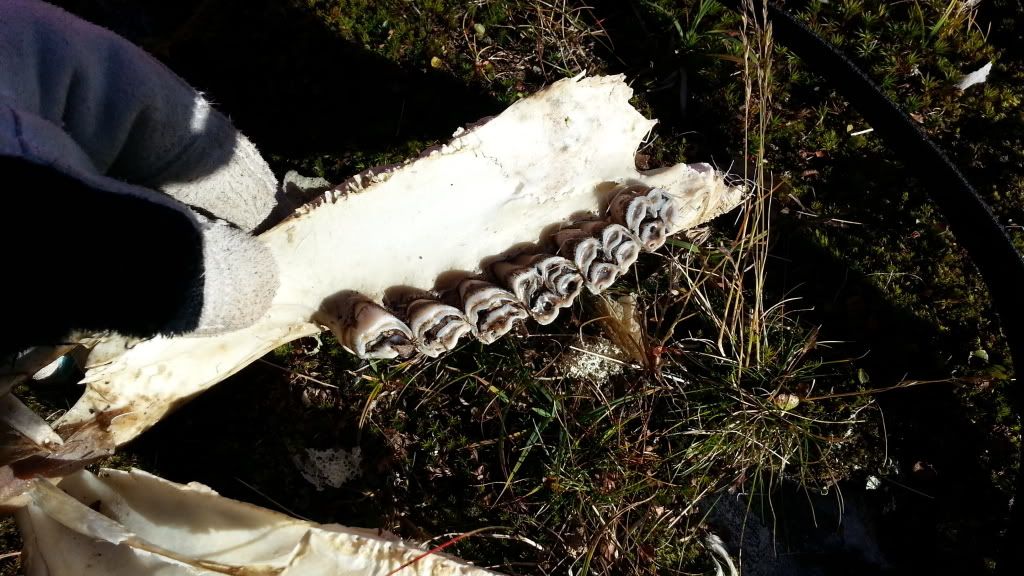 rypejakt rondane