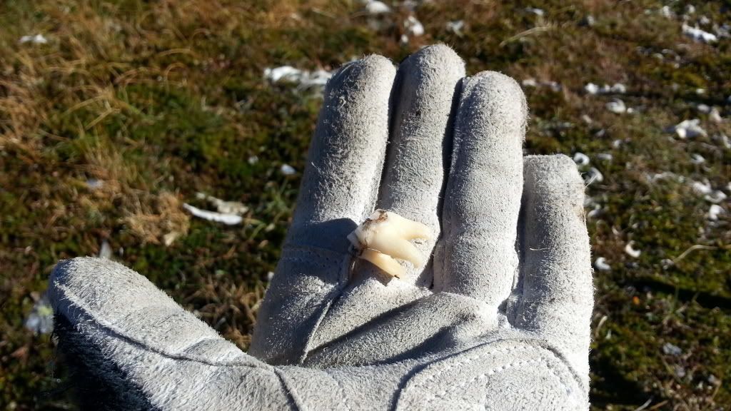 rypejakt rondane