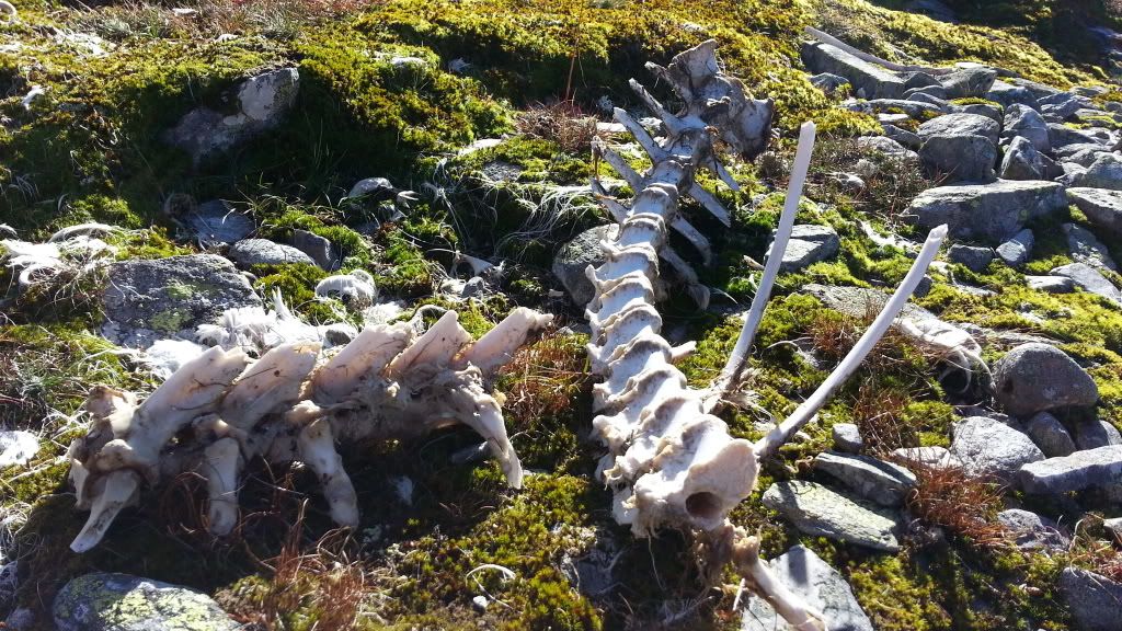 rypejakt rondane