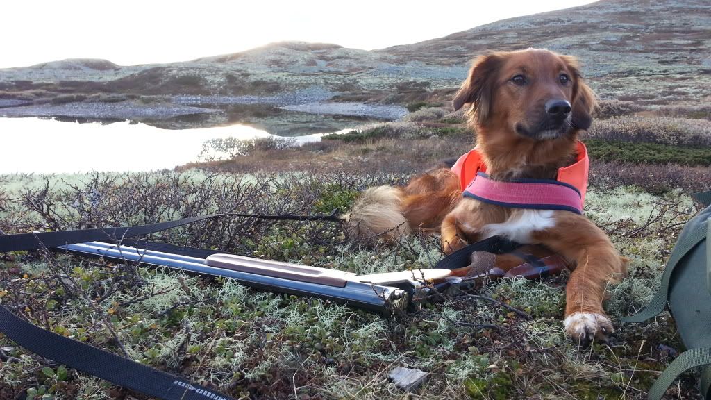 rypejakt rondane