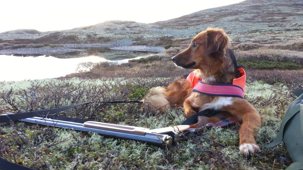 rypejakt rondane