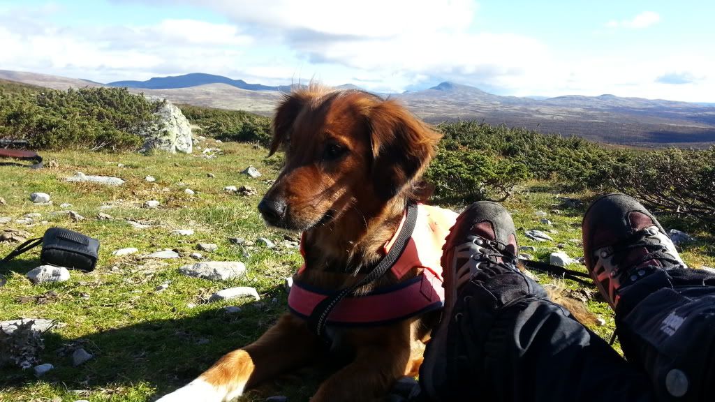 rypejakt rondane