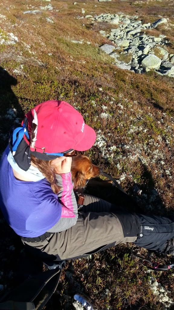rypejakt rondane