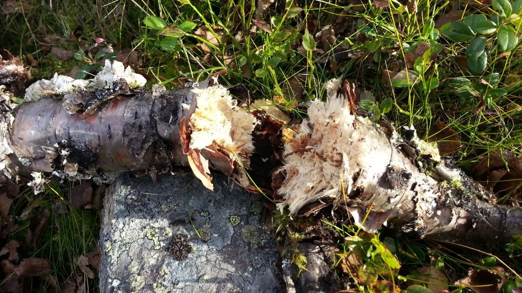 rypejakt rondane